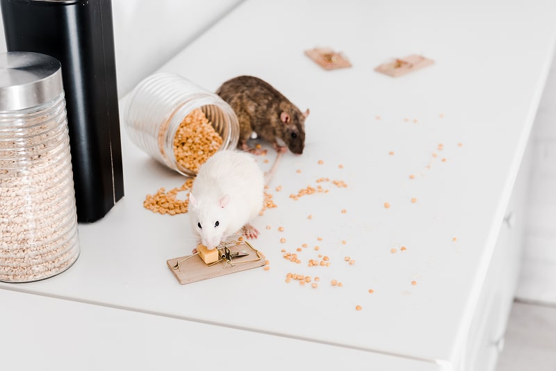 En combien de temps meurt une souris empoisonnée ? - Kenavo