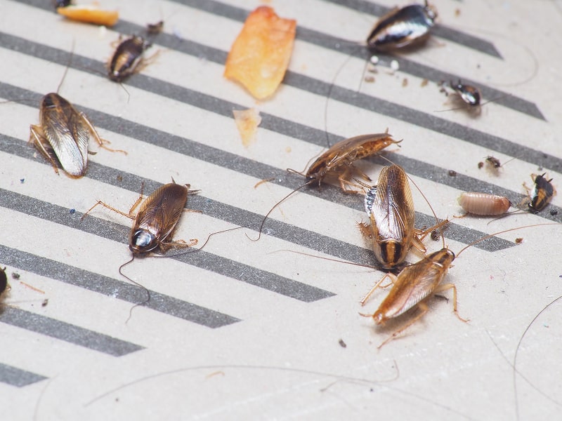Comment reconnaître des crottes de cafards ? Kenavo — free download