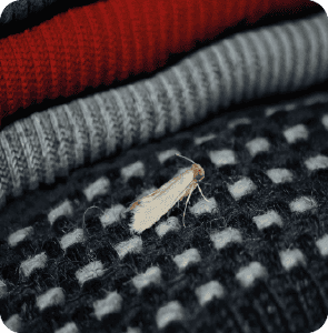 Mite vestimentaire dans un dressing