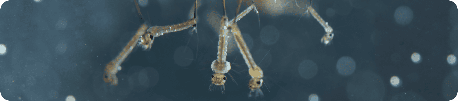 Gros plan de larves de moustiques dans l'eau, montrant leur aspect et leur habitat. Image détaillée de larves de moustiques dans leur environnement aquatique.