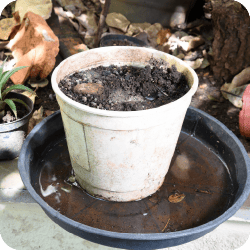 Eau stagnante dans la soucoupe d'un pot de fleur, un environnement propice à la ponte des moustiques. Illustration d'un lieu de reproduction typique pour les moustiques en milieu urbain ou domestique.