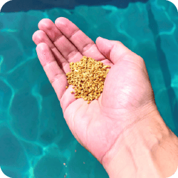 Main tenant des granulés de larvicide au-dessus de l'eau, une méthode efficace pour éliminer les larves de moustiques. Démonstration de l'utilisation de larvicide pour contrôler la population de moustiques.