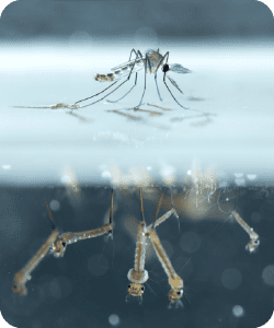 Moustique adulte se tenant à la surface de l'eau au-dessus de ses larves. Représentation du cycle de vie du moustique, avec le stade adulte visible au-dessus du stade larvaire aquatique.