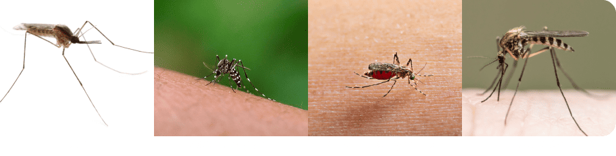 Quatre images de différentes espèces de moustiques identifiées par leur nom : Culex, Aedes aegypti, Anopheles gambiae et Culiseta. Comparaison visuelle de différentes espèces de moustiques, soulignant leur diversité.