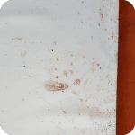 Excréments de punaises de lit et traces de sang sur un matelas.
