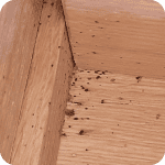 Punaises de lit et leurs excréments dans les fissures d'un plancher en bois.