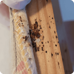 Punaise de lit adulte et ses œufs sur un matelas.