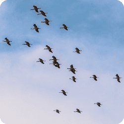 Groupe d'oiseaux migrateurs en vol dans le ciel bleu.