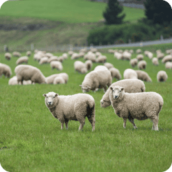 Troupeau de moutons dans un champ vert.