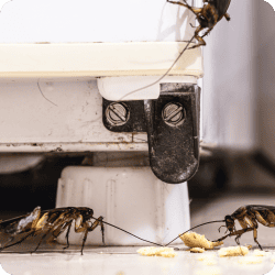 Cafards près d'une source de nourriture dans une cuisine.
