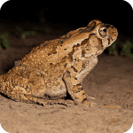 Crapaud dans un environnement naturel, prédateur naturel des cafards.