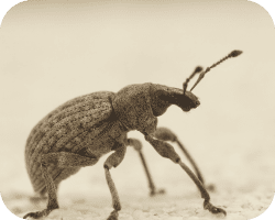 Gros plan d'un insecte xylophage sur une surface en bois.