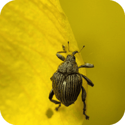 Insecte sur une fleur jaune, probablement un insecte xylophage