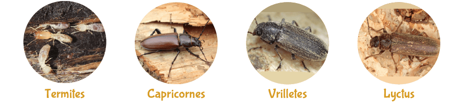 Comparaison visuelle de différents types d'insectes xylophages : termites, capricornes, vrillettes et lyctus.