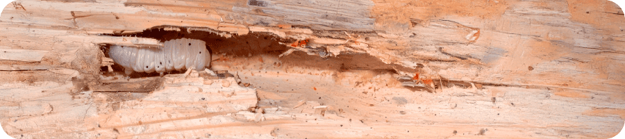 Bois rongé par des insectes xylophages montrant des trous et des galeries creusées par les larves.