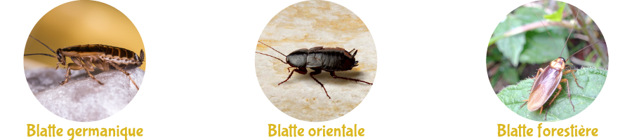 Différentes espèces de cafards, y compris la blatte germanique et la blatte orientale.