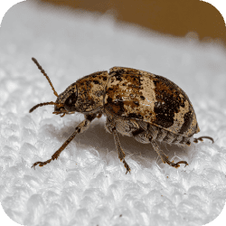 Anthrène des tapis adulte, un petit coléoptère aux écailles colorées.