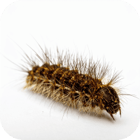 Gros plan d'une larve d'anthrène des tapis, un insecte nuisible qui se nourrit de fibres organiques.