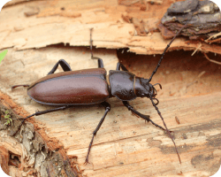 Gros plan d'un capricorne du bois adulte, un coléoptère avec de longues antennes.