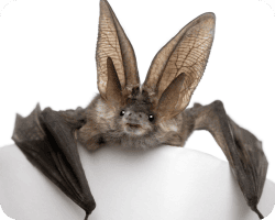 Chauve-souris, un prédateur naturel des insectes volants incluant les capricornes adultes.