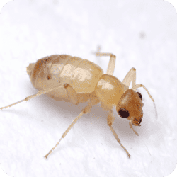 Gros plan d'un psoque, un minuscule insecte de moins de 3 mm de la famille des psocoptères