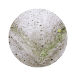 Moisissure sur une surface, un signe d'humidité élevée et une source de nourriture pour les psoques.