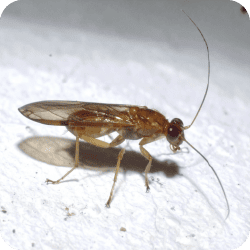 Psoque adulte avec des ailes, ce qui peut indiquer une prolifération dans un environnement humide.