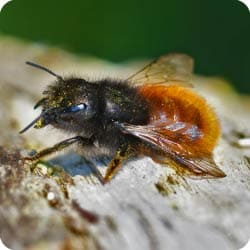 Gros plan sur une abeille maçonne (osmie), une espèce d'abeille solitaire non agressive.
