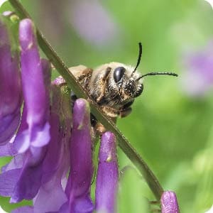 Abeille maçonne transportant du pollen pour son nid, illustrant son rôle essentiel dans la pollinisation.
