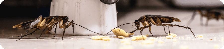 Gros plan d'un cafard (blatte) brun sur une surface blanche, montrant sa carapace et ses antennes.