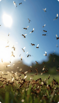 Photo en plan large d'un vol nuptial de fourmis volantes