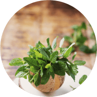 Pot avec de la menthe poivrée. Plante répulsive pour faire fuir les fourmis volantes et autres insectes.