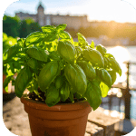 Pot de basilic sur une terrasse ensoleillée, une plante répulsive pour dissuader les guêpes de s'approcher.