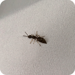 Photo d'un scléroderme. Petit insecte ressemblant a une fourmis qui est présent dans le bois des maisons.