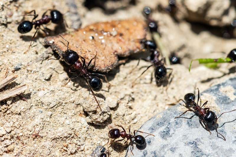 Comment détruire un nid de fourmis ? Solutions, astuces, conseils — free download