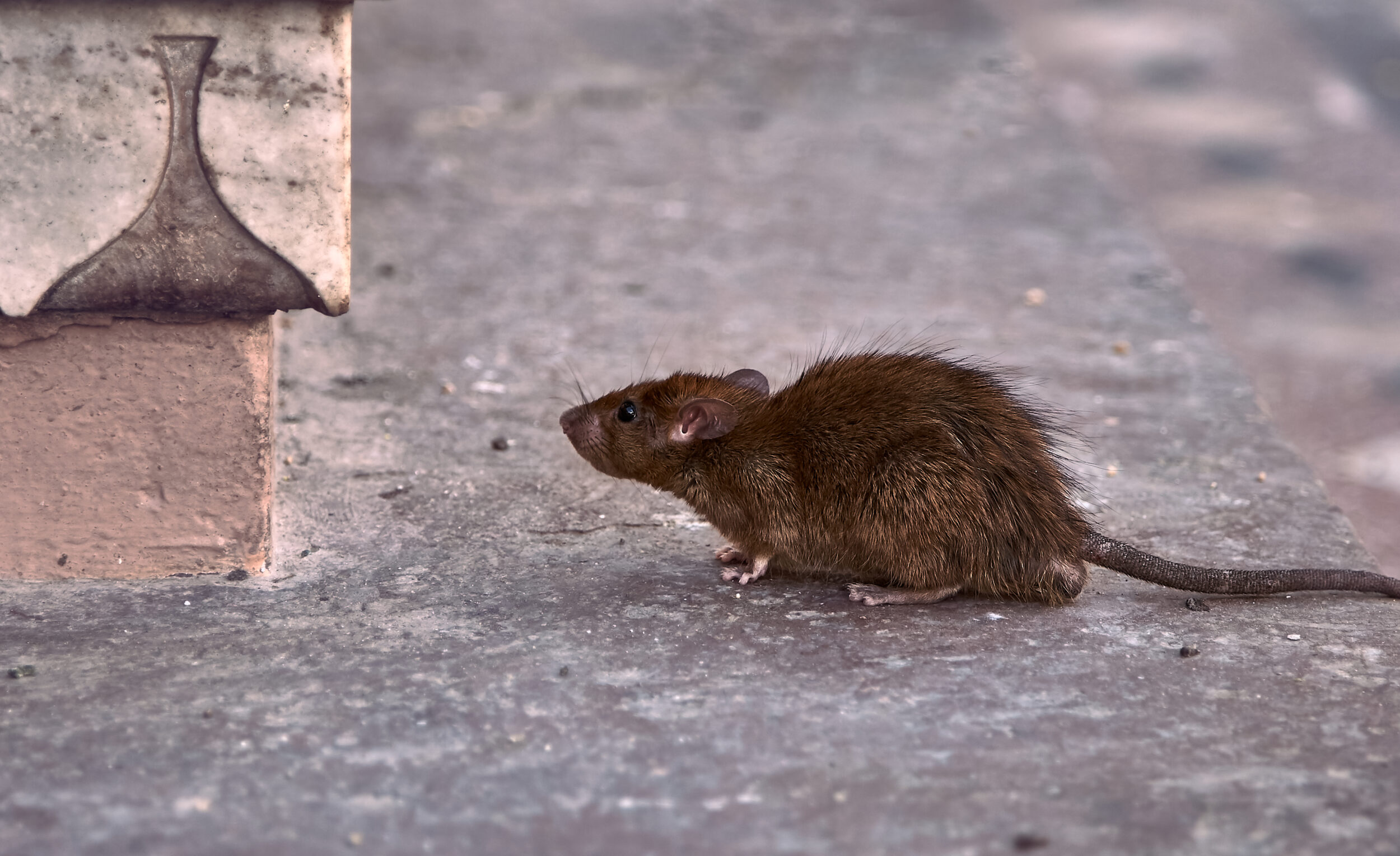 Rat surmulot Rattus norvegicus